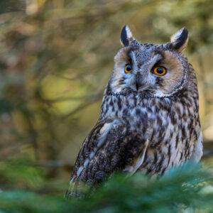 Owl impage
