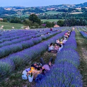Lavender Fields in Italy with socially distanced dining