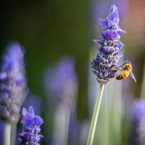 Lavendatr with bee