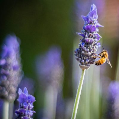 Lavendatr with bee